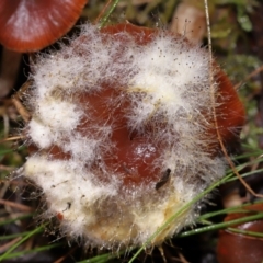 Mucorales (Pin moulds) at Tidbinbilla Nature Reserve - 8 Jun 2024 by TimL