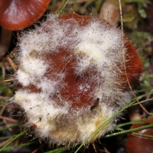 Mucorales at Tidbinbilla Nature Reserve - 8 Jun 2024