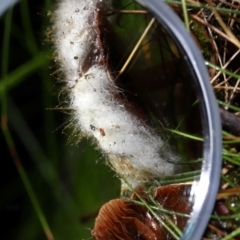 Mucorales at Tidbinbilla Nature Reserve - 8 Jun 2024