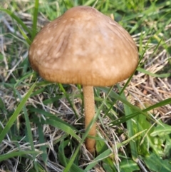 Unidentified Fungus at Umbagong District Park - 8 Jun 2024 by LD12