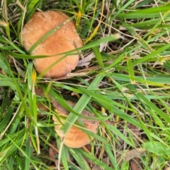 Unidentified Cap on a stem; gills below cap [mushrooms or mushroom-like] at Latham, ACT - 8 Jun 2024 by LD12