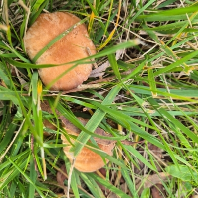 Unverified Cap on a stem; gills below cap [mushrooms or mushroom-like] at Umbagong District Park - 8 Jun 2024 by LD12