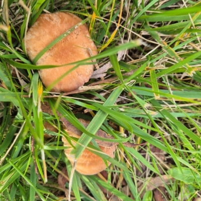 Unidentified Cap on a stem; gills below cap [mushrooms or mushroom-like] at Umbagong District Park - 8 Jun 2024 by LD12