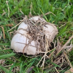 Unidentified Cap on a stem; gills below cap [mushrooms or mushroom-like] at Umbagong District Park - 8 Jun 2024 by LD12
