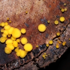 Bisporella citrina (Yellow Fairy Cups or Lemon Discos) at Paddys River, ACT - 8 Jun 2024 by TimL