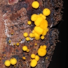 Bisporella citrina at Tidbinbilla Nature Reserve - 8 Jun 2024 12:07 PM