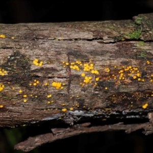 Bisporella citrina at Tidbinbilla Nature Reserve - 8 Jun 2024 12:07 PM