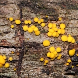 Bisporella citrina at Tidbinbilla Nature Reserve - 8 Jun 2024 12:07 PM