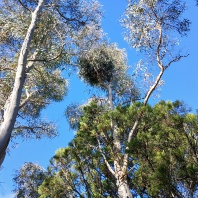 Muellerina eucalyptoides at Cooma, NSW - 8 Jun 2024 by mahargiani