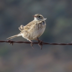 Anthus australis (Australian Pipit) at Tharwa, ACT - 8 Jun 2024 by BenW