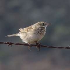 Anthus australis at Tharwa, ACT - 8 Jun 2024 11:49 AM