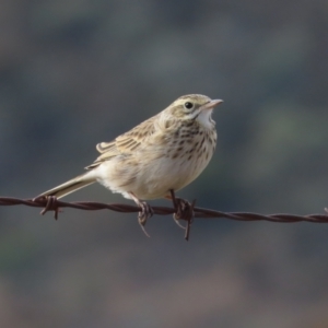 Anthus australis at Tharwa, ACT - 8 Jun 2024