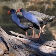 Porphyrio melanotus (Australasian Swamphen) at Splitters Creek, NSW - 8 Jun 2024 by KylieWaldon