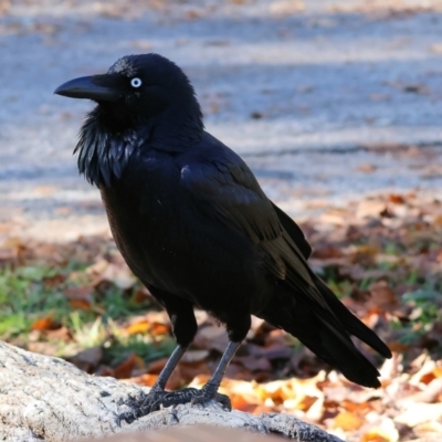 Corvus coronoides (Australian Raven) at Wonga Wetlands - 8 Jun 2024 by KylieWaldon