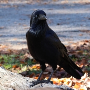 Corvus coronoides at Wonga Wetlands - 8 Jun 2024 11:39 AM