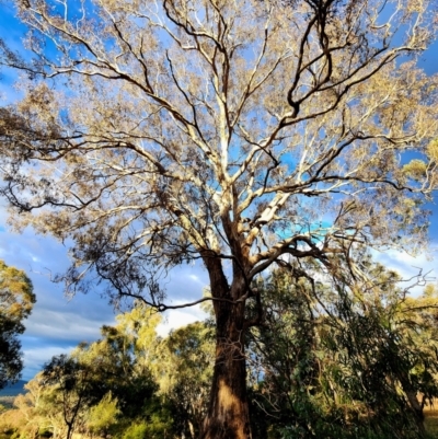 Eucalyptus melliodora (Yellow Box) at Bruce Ridge - 8 Jun 2024 by Steve818