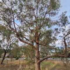 Eucalyptus macrorhyncha subsp. macrorhyncha (Red Stringybark) at Lyneham, ACT - 8 Jun 2024 by Steve818