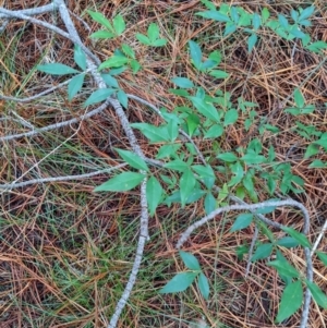 Nandina domestica at Watson, ACT - 8 Jun 2024