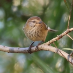 Acanthiza lineata (Striated Thornbill) at Wodonga - 2 Jun 2024 by KylieWaldon