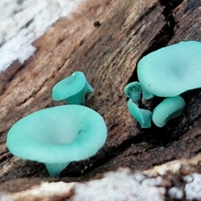 Chlorociboria (An elfcup fungus) at Alison Hone Reserve - 8 Jun 2024 by trevorpreston