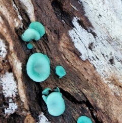 Chlorociboria at Alison Hone Reserve - 8 Jun 2024 04:36 PM