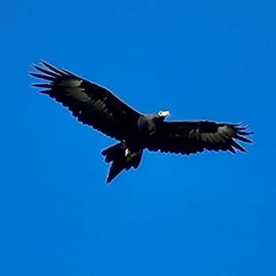 Aquila audax (Wedge-tailed Eagle) at Nicholls, ACT - 8 Jun 2024 by MatthewFrawley