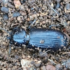 Aulacocyclus edentulus (Passalid beetle) at Alison Hone Reserve - 8 Jun 2024 by trevorpreston