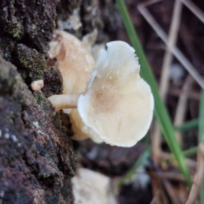 Unidentified Cap on a stem; gills below cap [mushrooms or mushroom-like] at Kingsdale, NSW - 8 Jun 2024 by trevorpreston