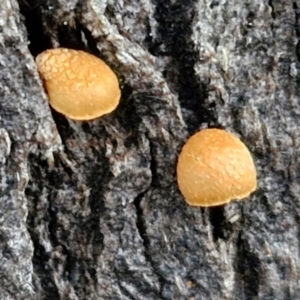 zz agaric (stem; gill colour unknown) at Alison Hone Reserve - 8 Jun 2024