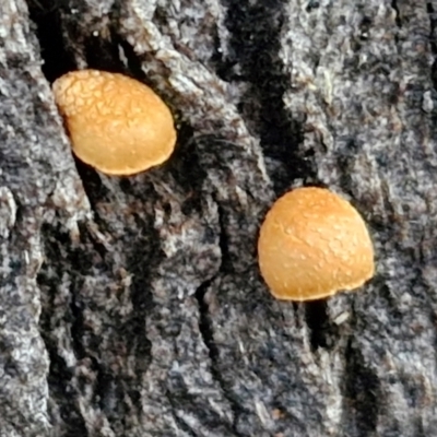 zz agaric (stem; gill colour unknown) at Alison Hone Reserve - 8 Jun 2024 by trevorpreston