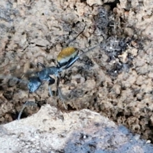 Camponotus aeneopilosus at Alison Hone Reserve - 8 Jun 2024