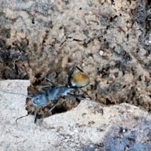 Camponotus aeneopilosus at Alison Hone Reserve - 8 Jun 2024