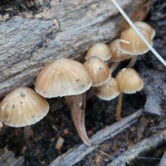 Mycena sp. ‘grey or grey-brown caps’ at Alison Hone Reserve - 8 Jun 2024 by trevorpreston