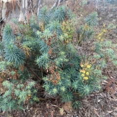 Euphorbia characias (Mediterranean Spurge) at QPRC LGA - 8 Jun 2024 by SteveBorkowskis