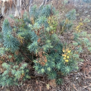 Euphorbia characias at QPRC LGA - 8 Jun 2024