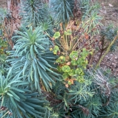 Euphorbia characias at QPRC LGA - 8 Jun 2024