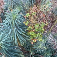 Euphorbia characias at QPRC LGA - 8 Jun 2024