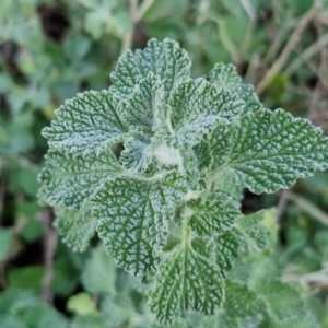 Marrubium vulgare at Alison Hone Reserve - 8 Jun 2024