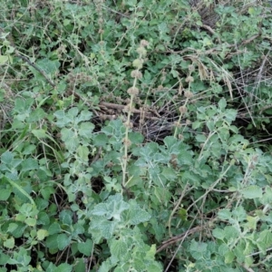 Marrubium vulgare at Alison Hone Reserve - 8 Jun 2024