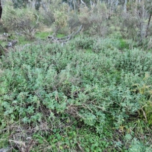 Marrubium vulgare at Alison Hone Reserve - 8 Jun 2024