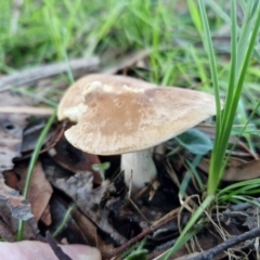 Unverified Cap on a stem; gills below cap [mushrooms or mushroom-like] at Alison Hone Reserve - 8 Jun 2024 by trevorpreston