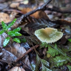 Gliophorus graminicolor at suppressed - suppressed