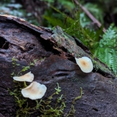 Unidentified Fungus at Kianga, NSW - 6 Jun 2024 by Sunray
