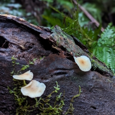 Unidentified Fungus at Bodalla State Forest - 6 Jun 2024 by Sunray