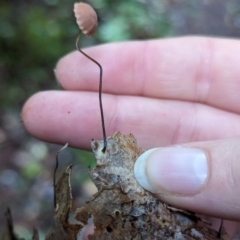 Marasmius sp. (Horse hair fungus) at Kianga, NSW - 6 Jun 2024 by Sunray