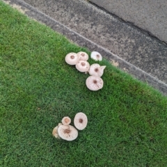 Unidentified Fungus at Tweed Heads South, NSW - 25 Mar 2024 by Sunray