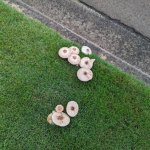 Chlorophyllum/Macrolepiota sp. at Tweed Heads South, NSW - 25 Mar 2024