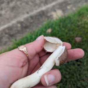 Chlorophyllum/Macrolepiota sp. at Tweed Heads South, NSW - 25 Mar 2024