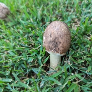 Chlorophyllum/Macrolepiota sp. at Tweed Heads South, NSW - 25 Mar 2024