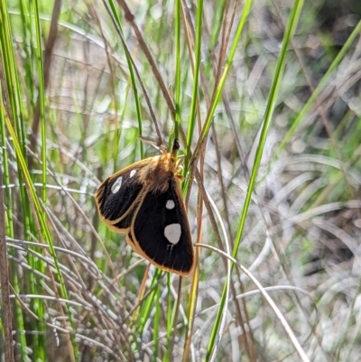 Anthela guenei (Four-Spot Anthelid) at QPRC LGA - 15 Dec 2023 by Sunray